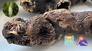 升麻感冒咳嗽麻疹