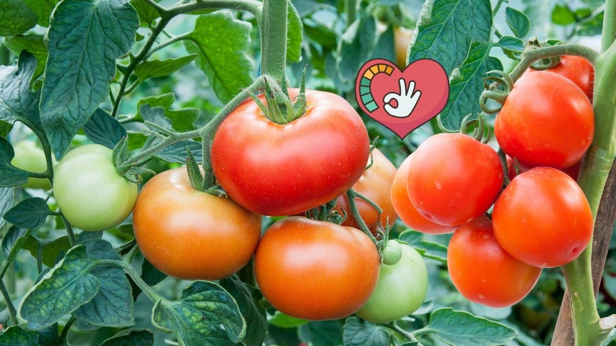 tomato-health-benefits-bp
